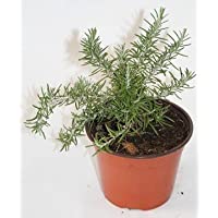 Romero rastrero (Maceta 10-5 cm Ø) - Planta viva - Planta aromatica